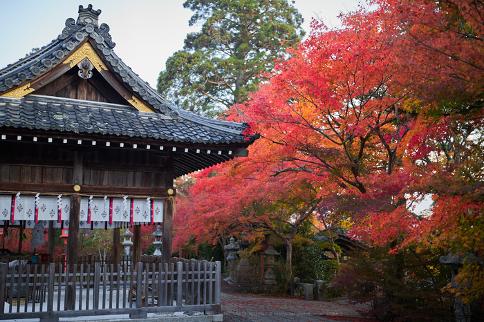 シグマ SIGMA 40mm F1.4 DG HSM | Art を使ってみました／ 京都 亀岡の